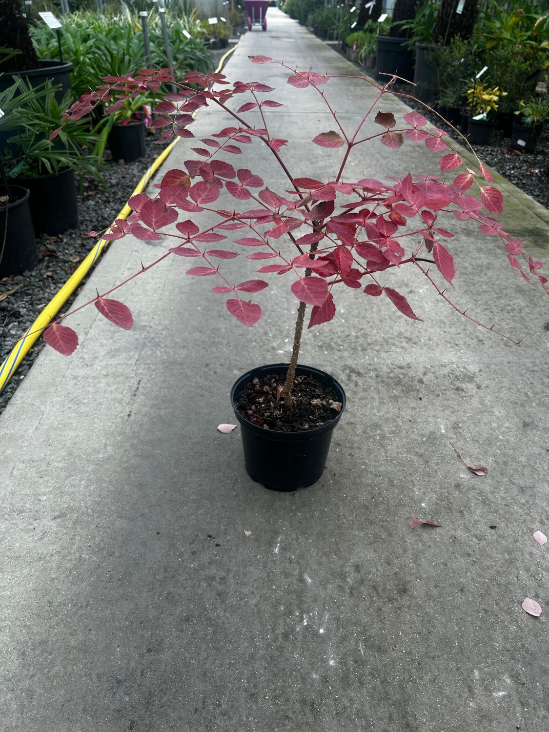 Aralia elata - Image 4