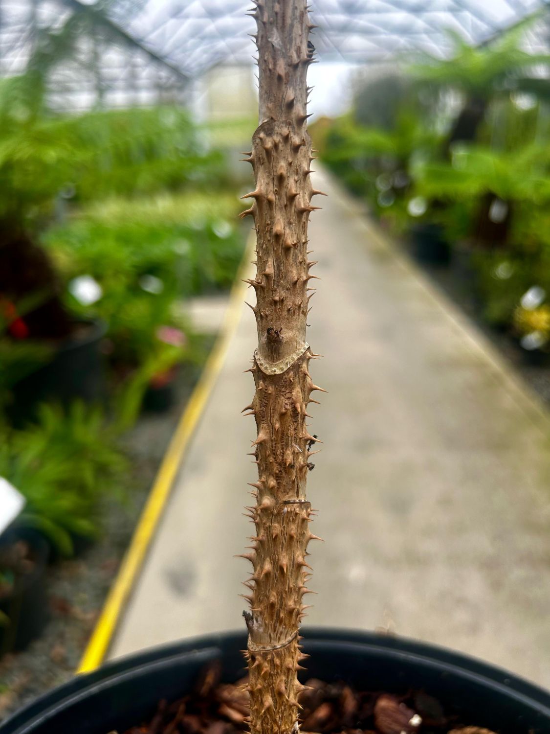 Aralia elata - Image 3