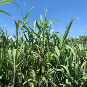 Arundo donax 'Giant reed'