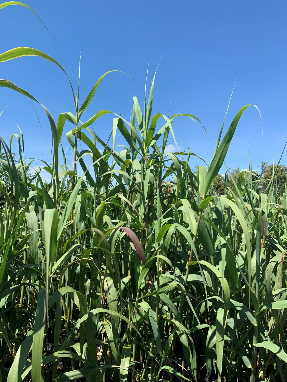 Arundo donax 'Giant reed'