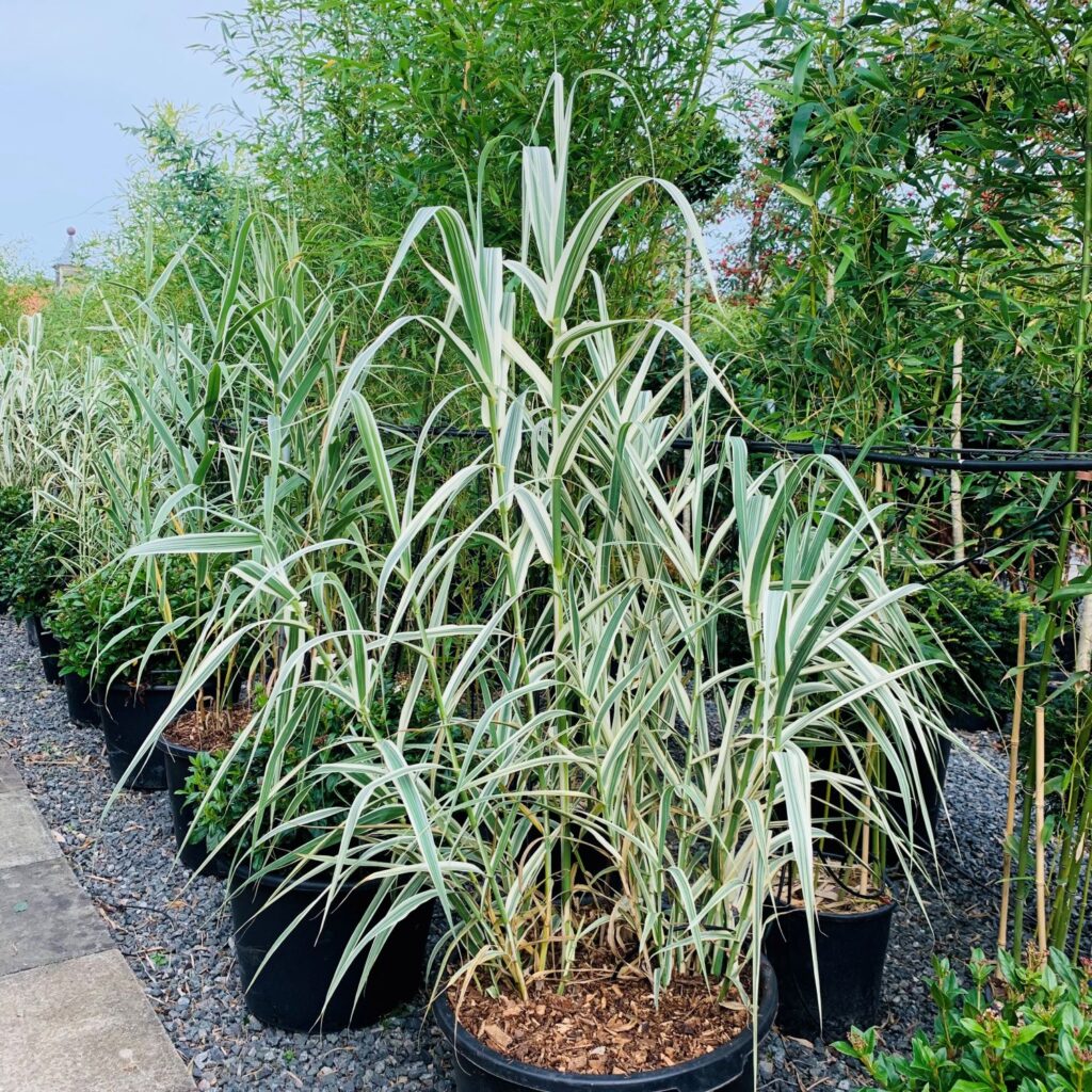 Arundo donax Variegata