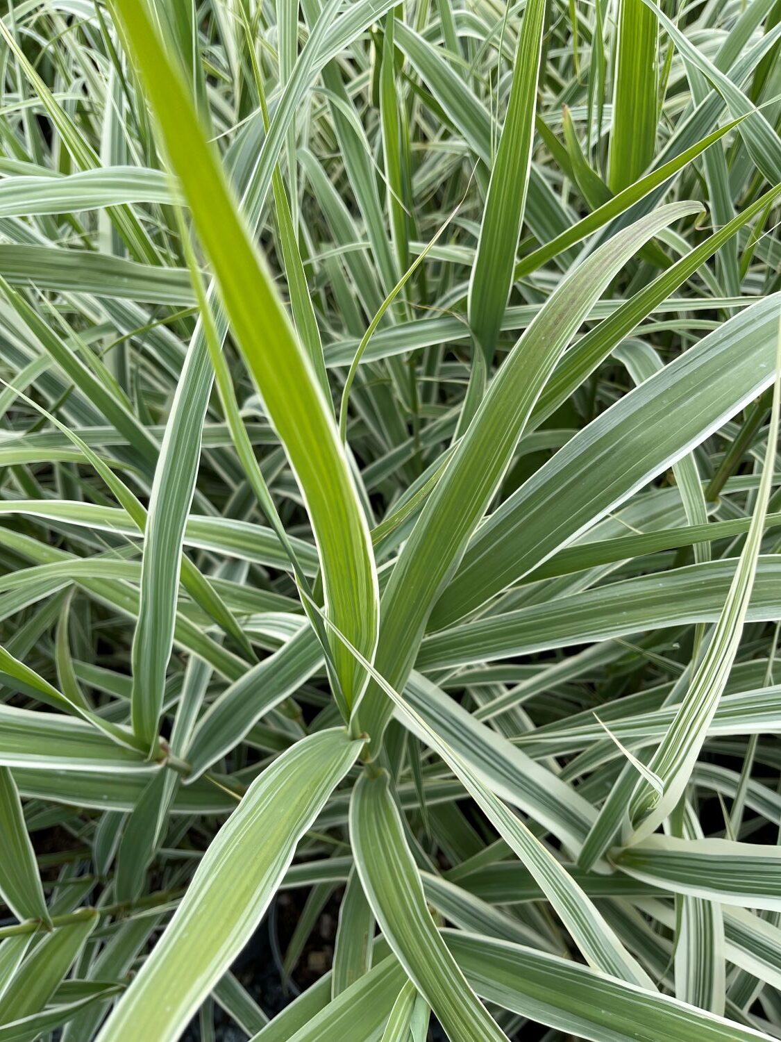 Arundo donax Variegata - Image 4