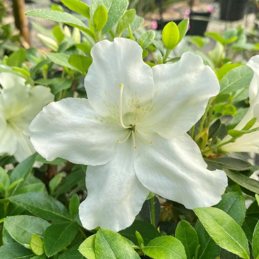 Azalea japonica 'Dorothy Haiden' White - Image 3