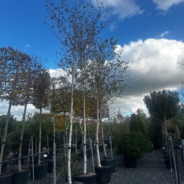 Betula utilis subsp jacquemontii 'Doorenbos' (J1)