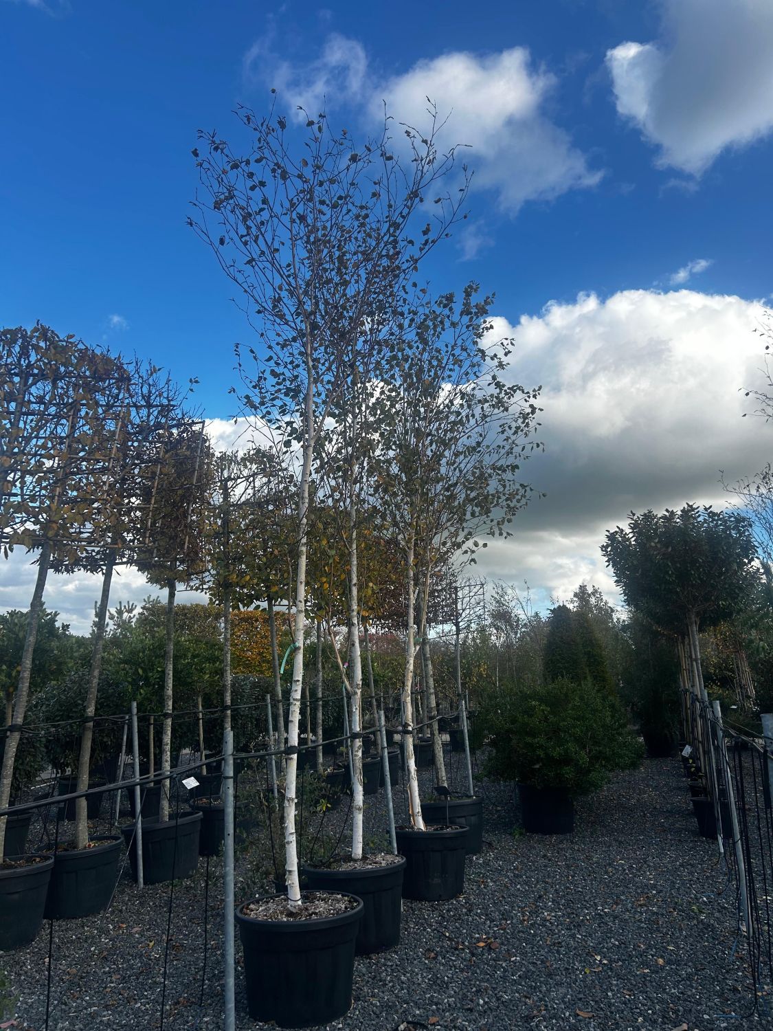 Betula utilis subsp jacquemontii 'Doorenbos'