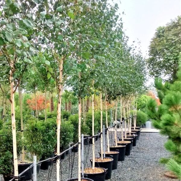 Betula utilis var. 'Jacquemontii'- Single Stems (J1, HG1)