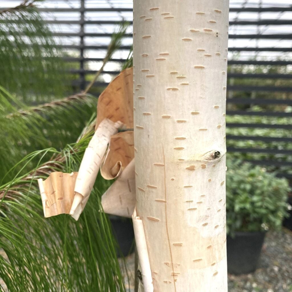 Betula utilis var. jacquemontii 'Doorenbos' - Multi Stems - Image 2