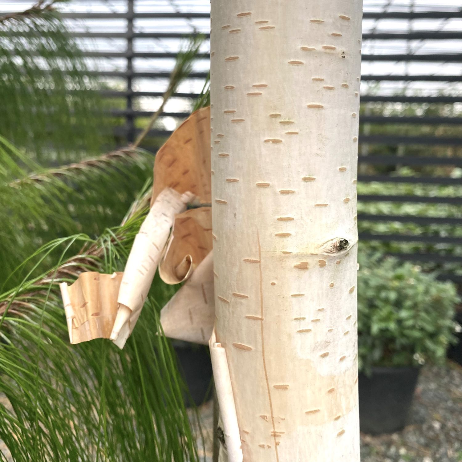 Betula utilis var. 'Jacquemontii'- Multi Stems - Image 2