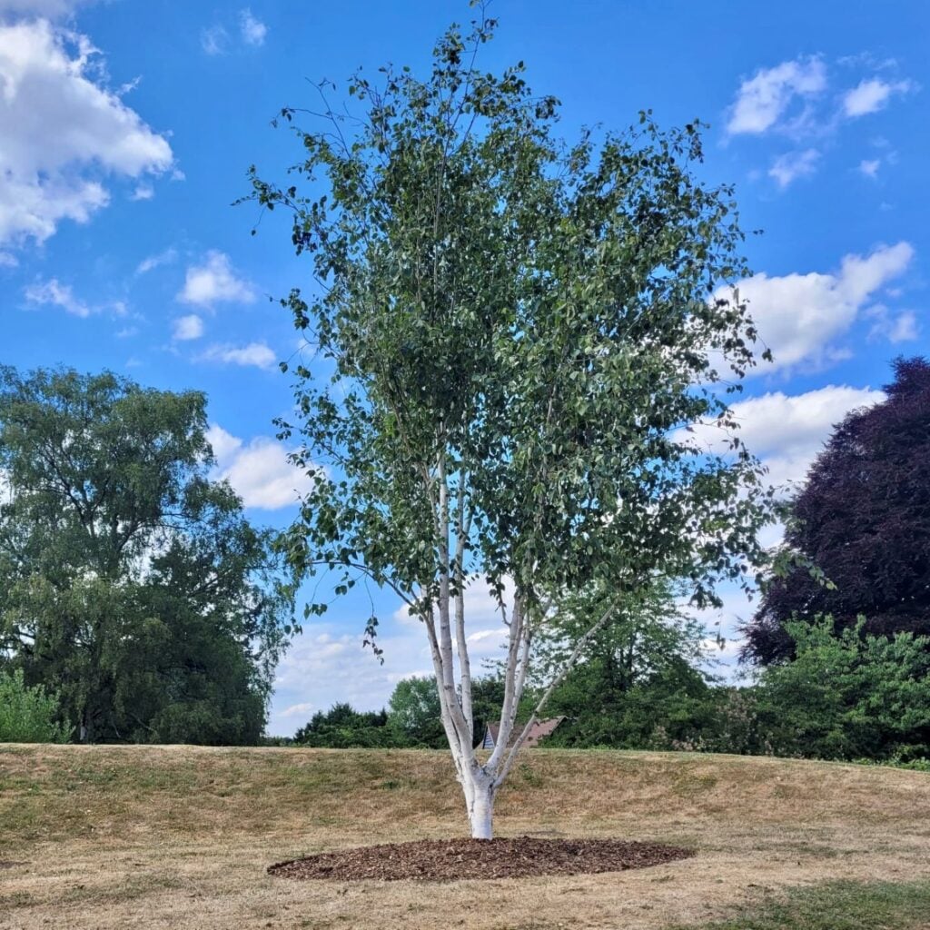 Betula utilis var. jacquemontii 'Doorenbos' - Multi Stems