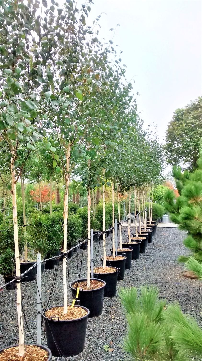 Betula utilis var. 'Jacquemontii'- Single Stems