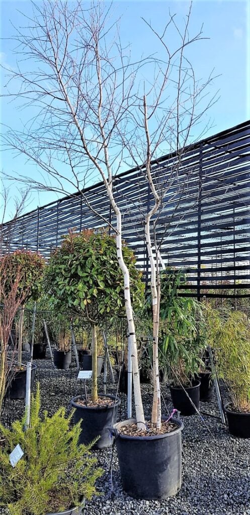 Betula pendula - Multi Stems - Image 4