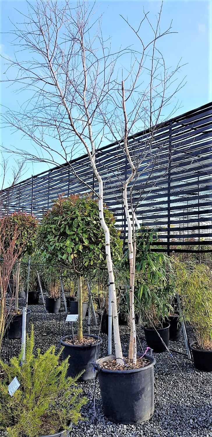 Betula pendula - Multi Stems - Image 4