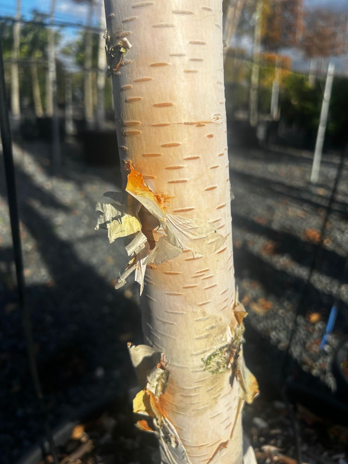Betula utilis subsp jacquemontii 'Doorenbos' - Image 2