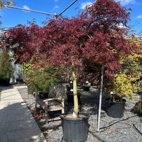 Acer palmatum 'Dissectum Nigrum' (P2)