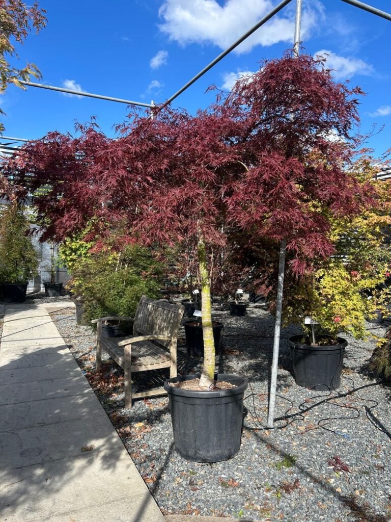 Acer palmatum 'Dissectum Nigrum'