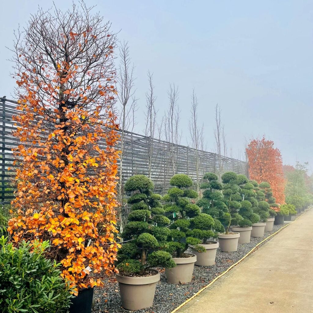 Topiary Inspiration Mood Board