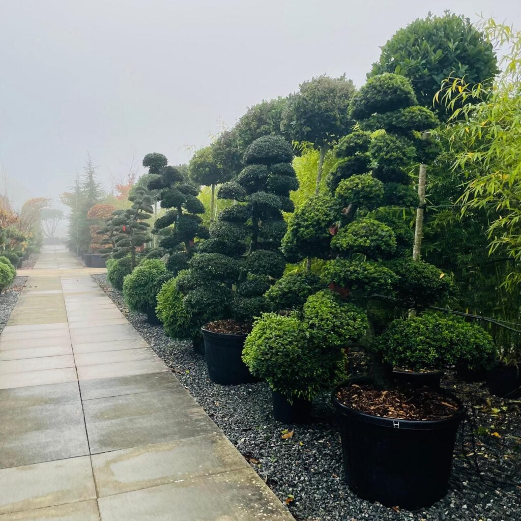 Topiary Inspiration Mood Board