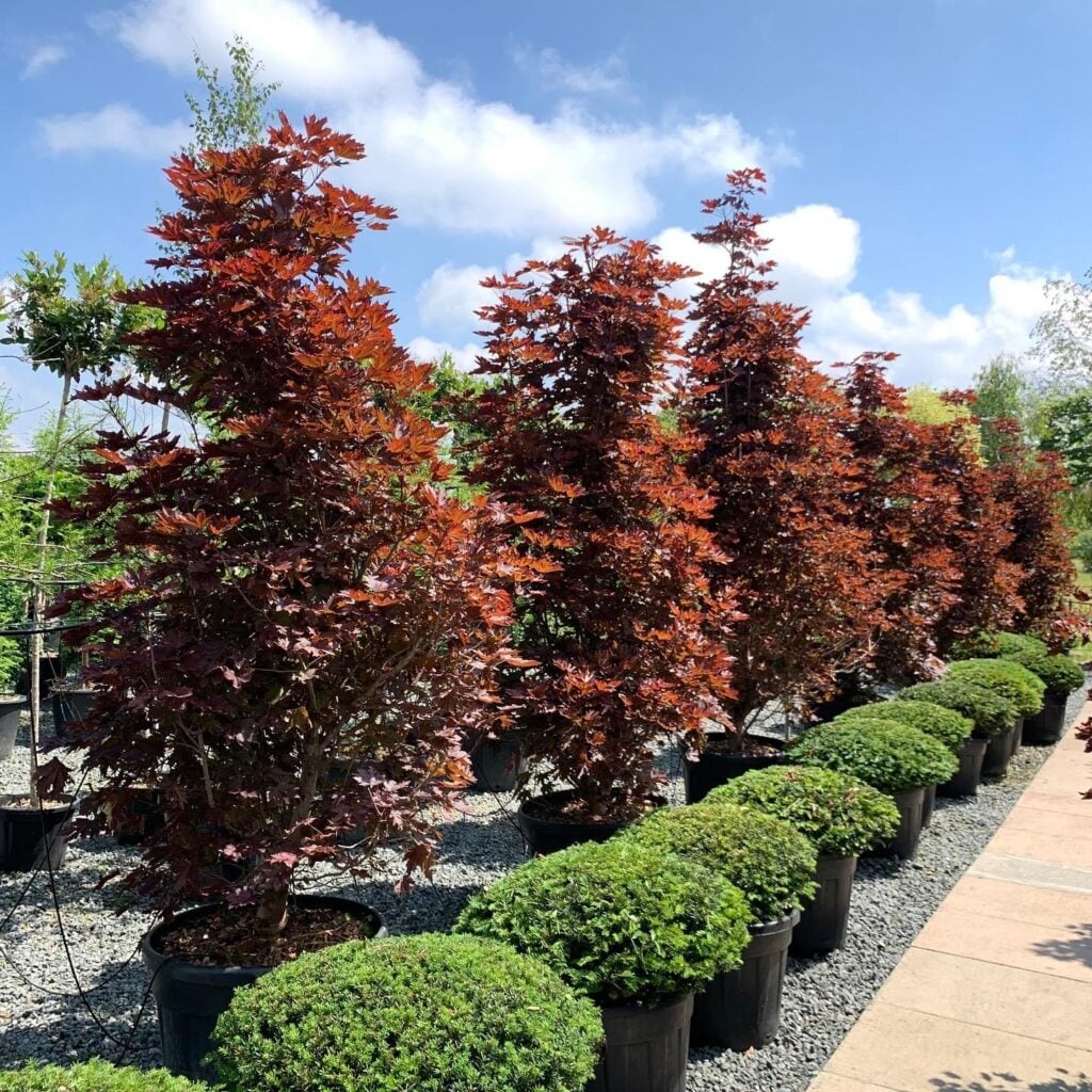Balls & Blobs Inspiration Mood Board