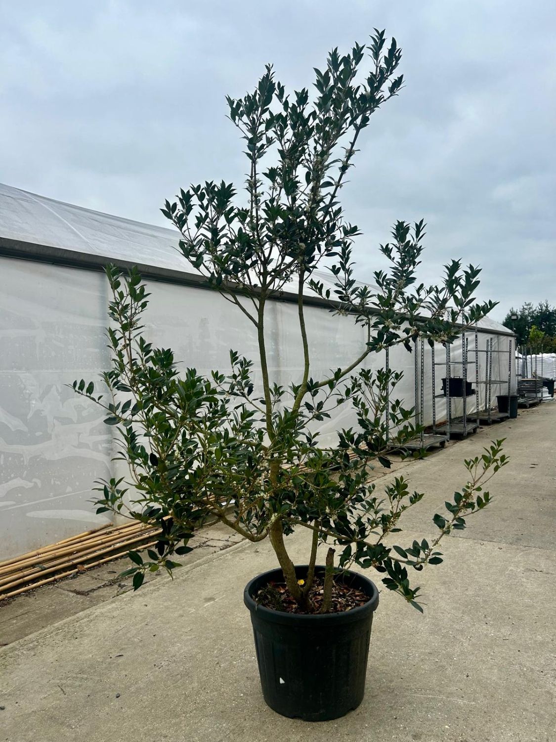 Osmanthus heterophyllus - Multi Stems - Image 2