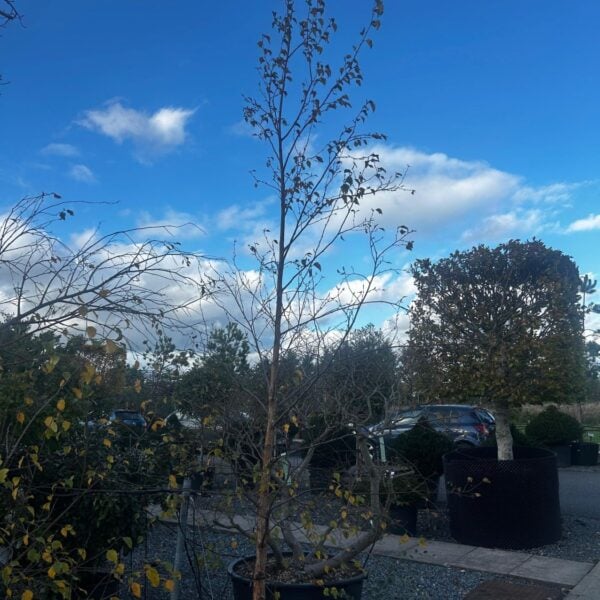 Betula pubescens syn Betula alba (J1)