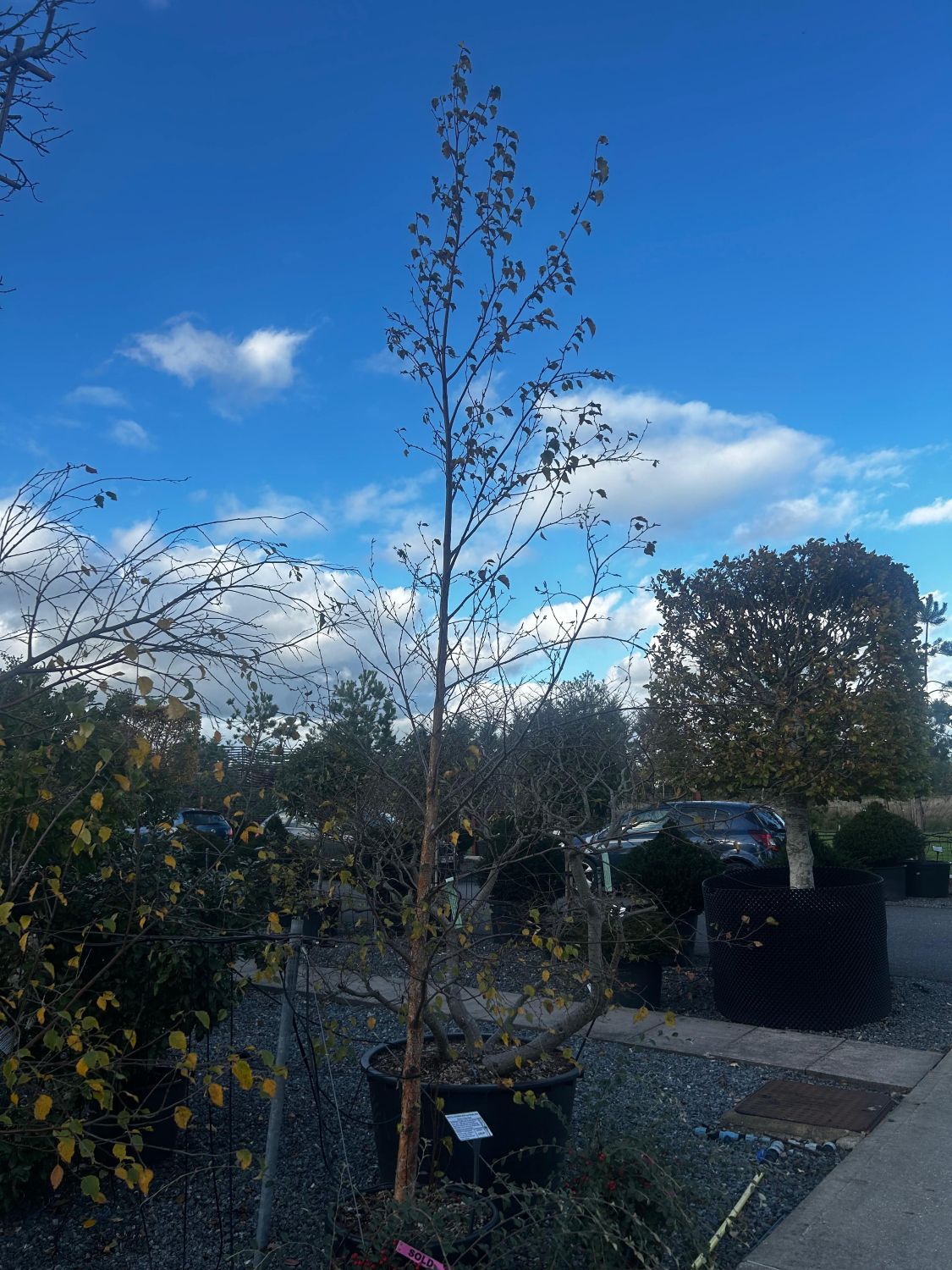 Betula pubescens syn Betula alba