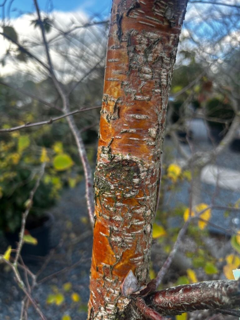Betula pubescens syn Betula alba - Image 2