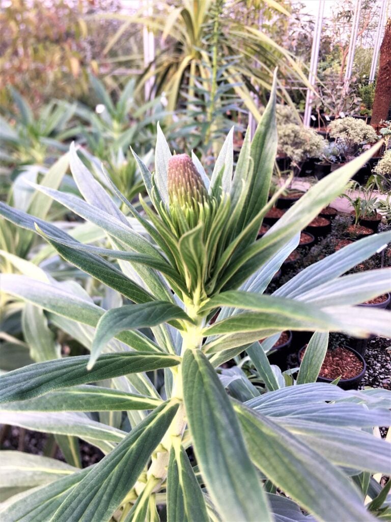 Echium fastuosum - Image 4