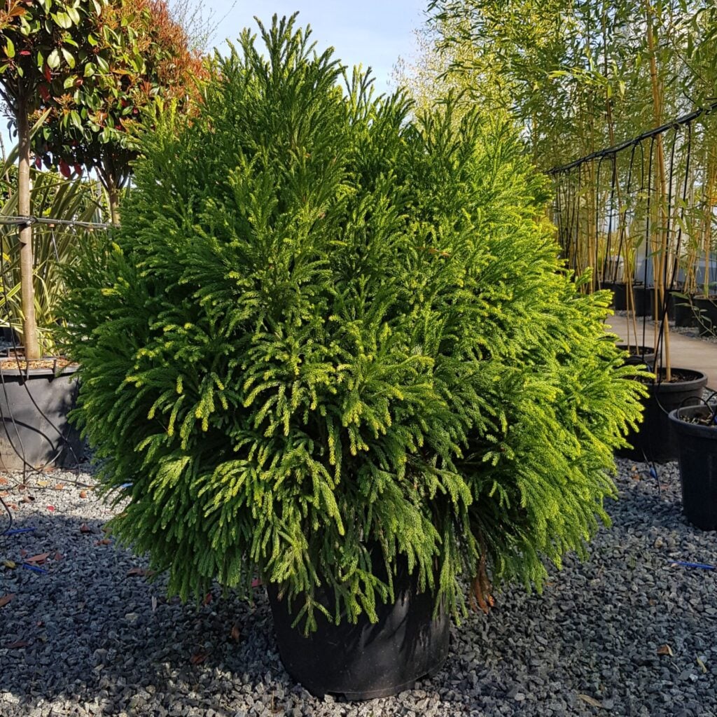 Cryptomeria japonica 'Globosa Nana' - Balls - Image 3