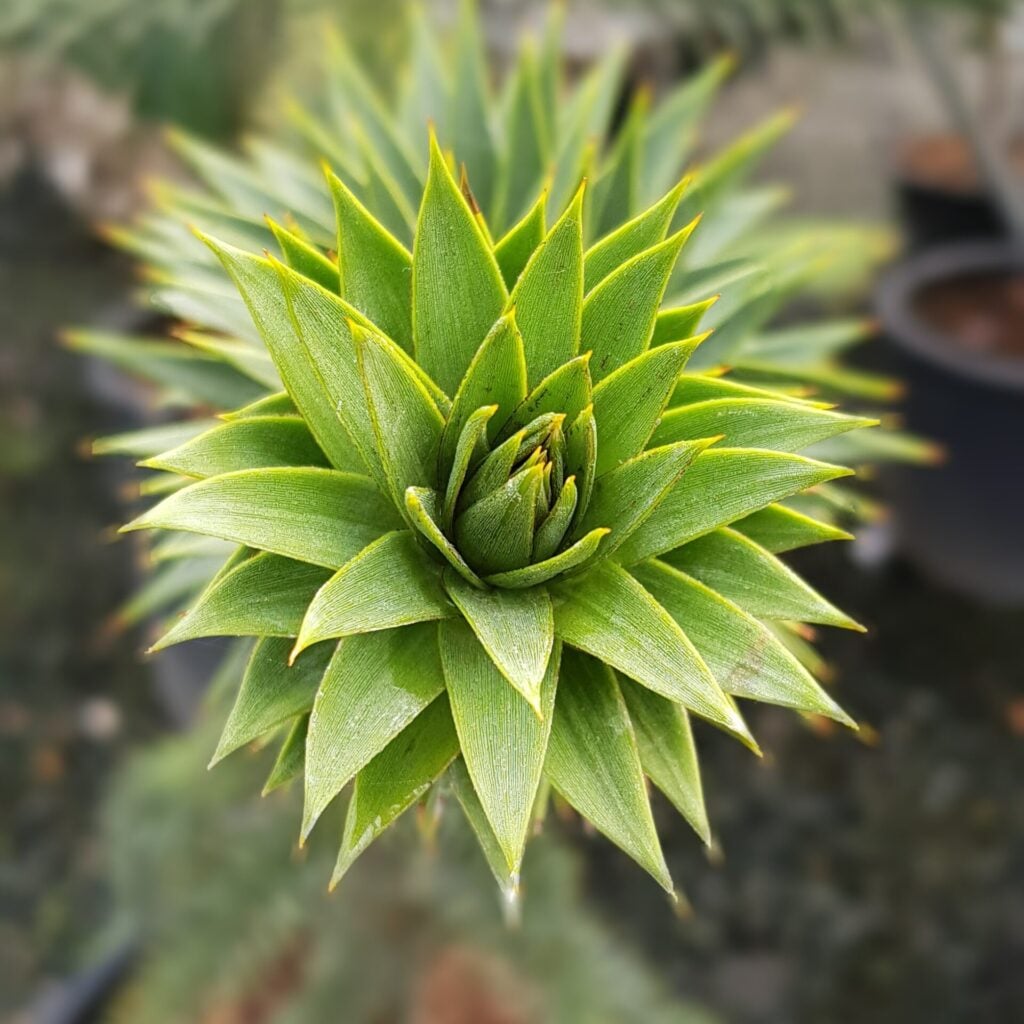 Araucaria araucana - Image 4