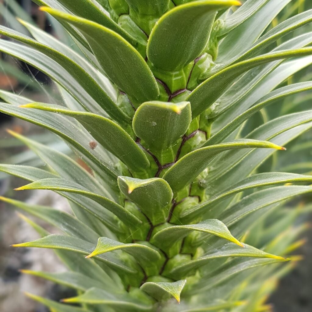 Araucaria araucana - Image 5
