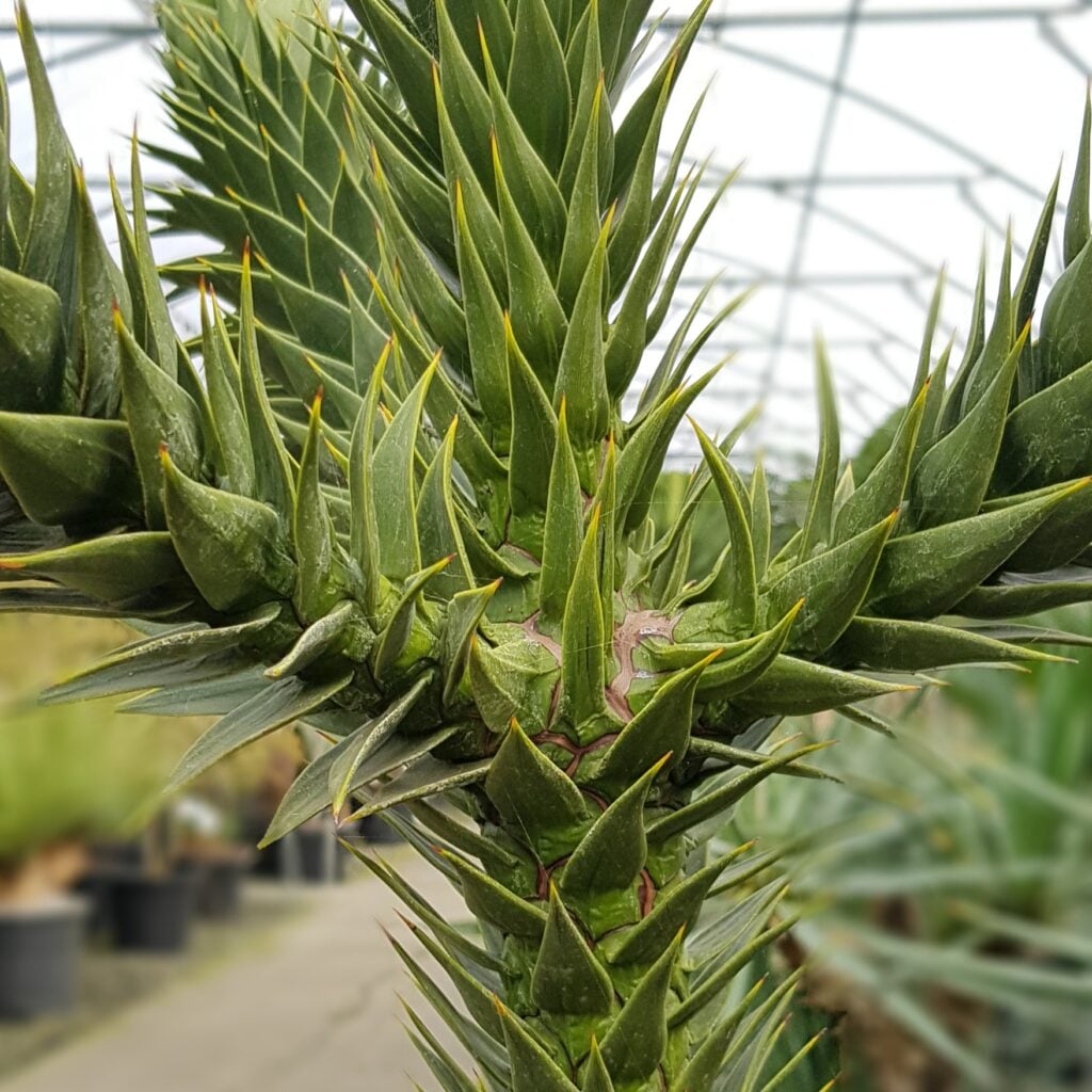 Araucaria araucana - Image 6