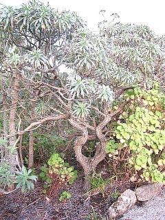 Echium fastuosum  (HGUK)