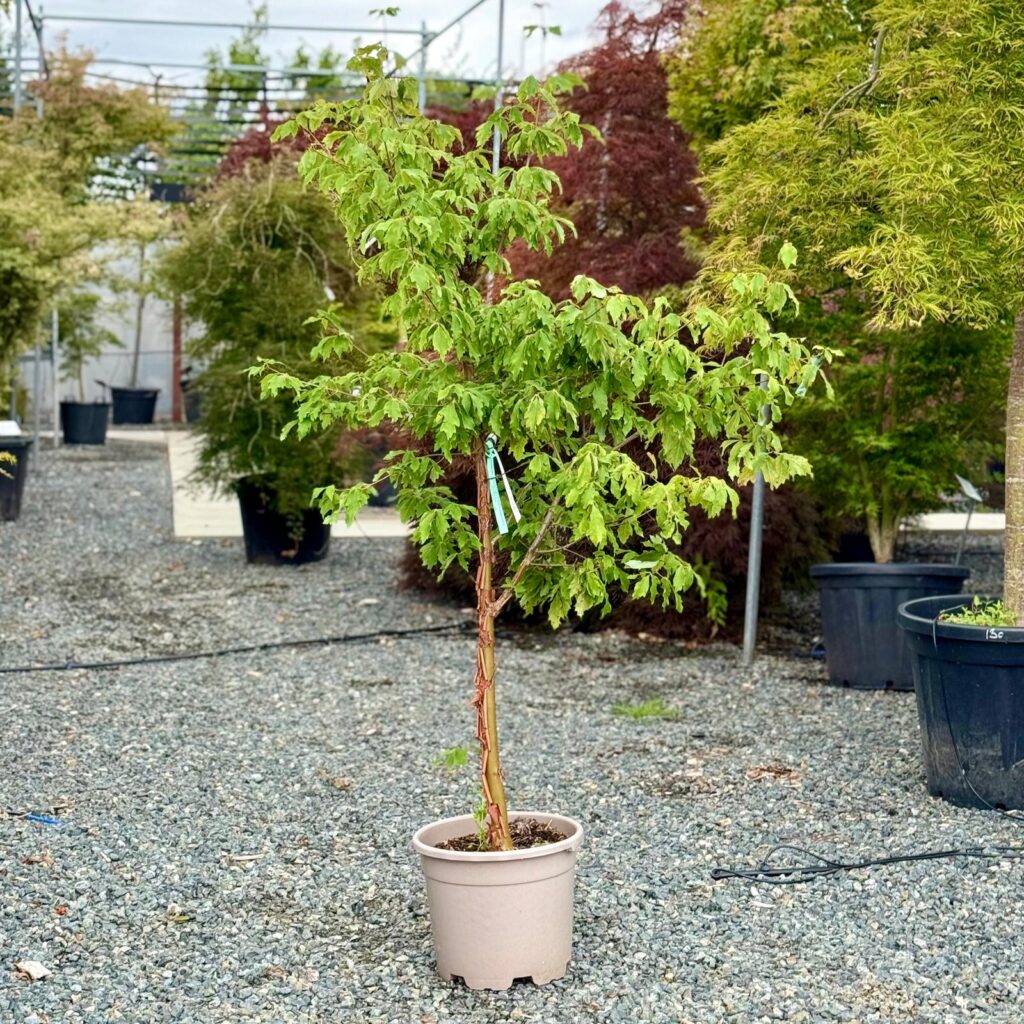 Acer griseum