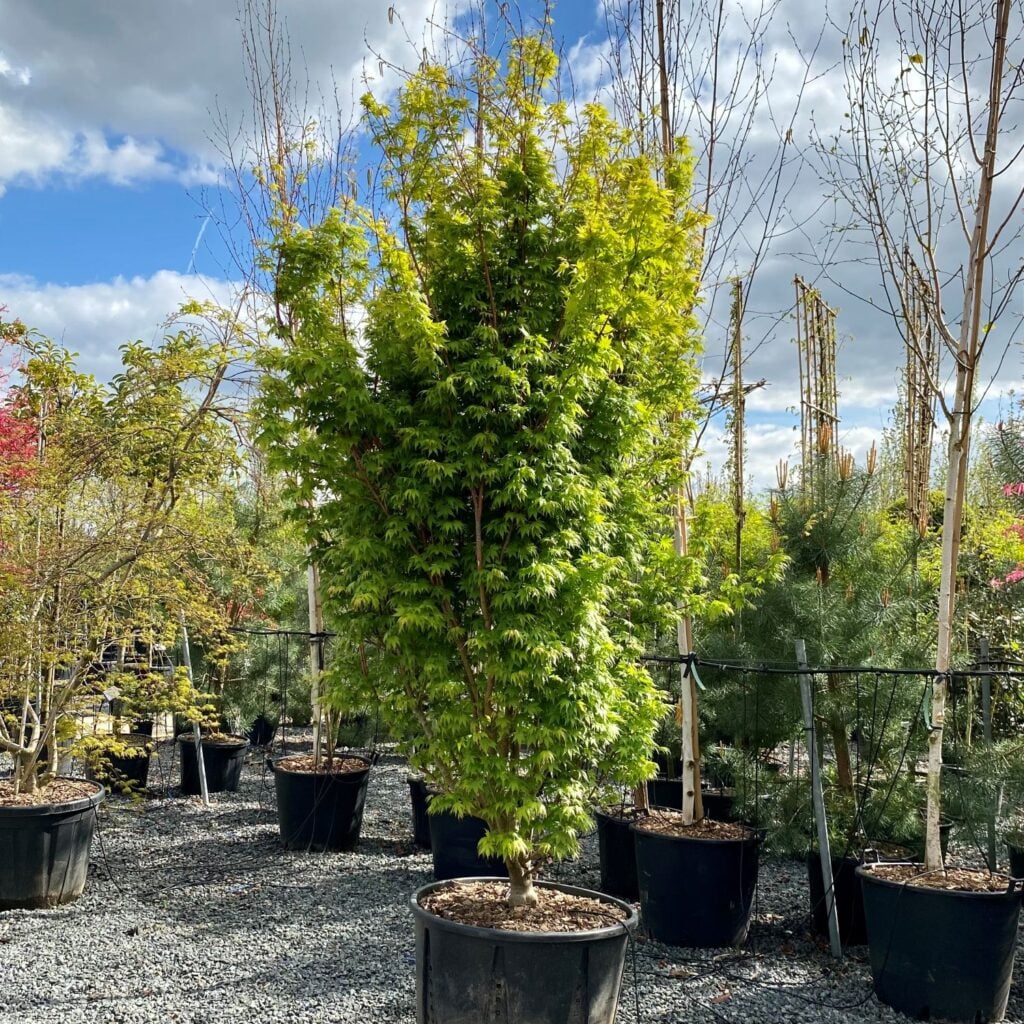 Acer palmatum 'Red Wood' - Image 3