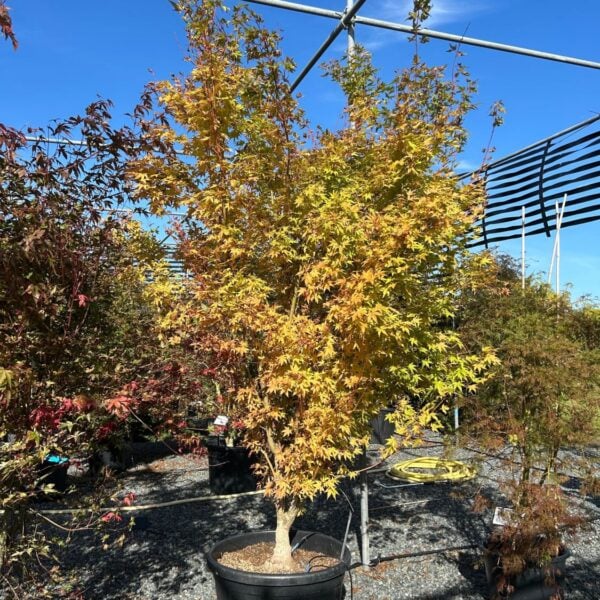 Acer palmatum 'Red Wood' (P2)