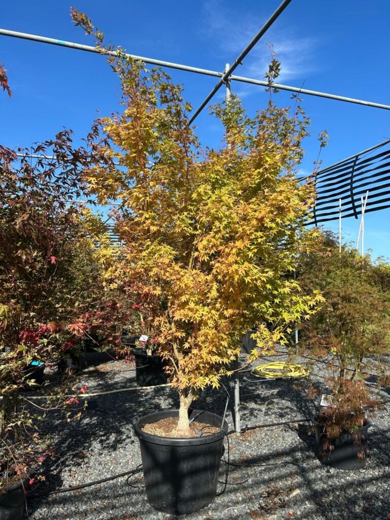 Acer palmatum 'Red Wood'