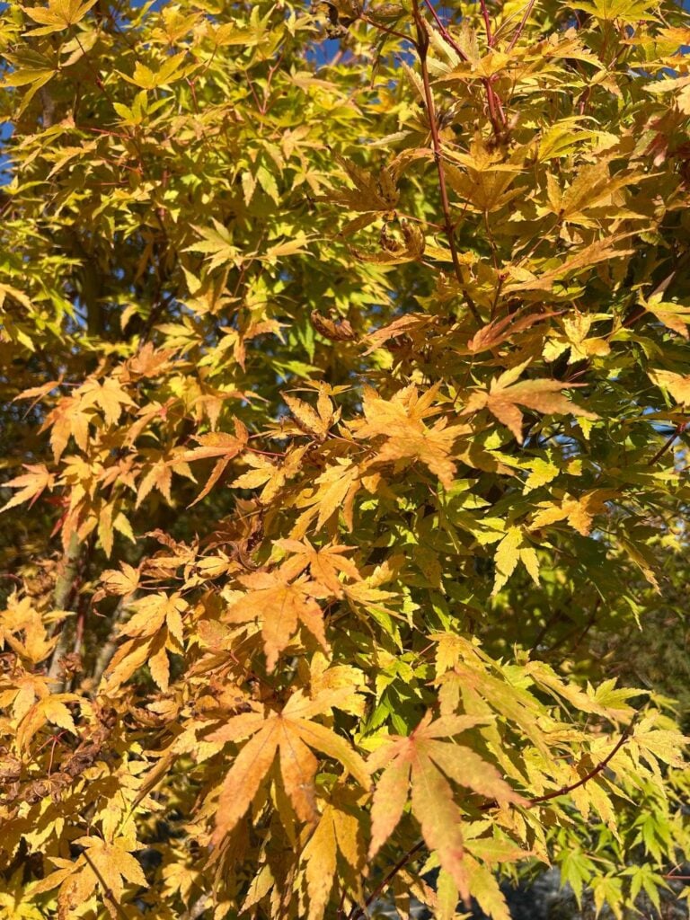 Acer palmatum 'Red Wood' - Image 2