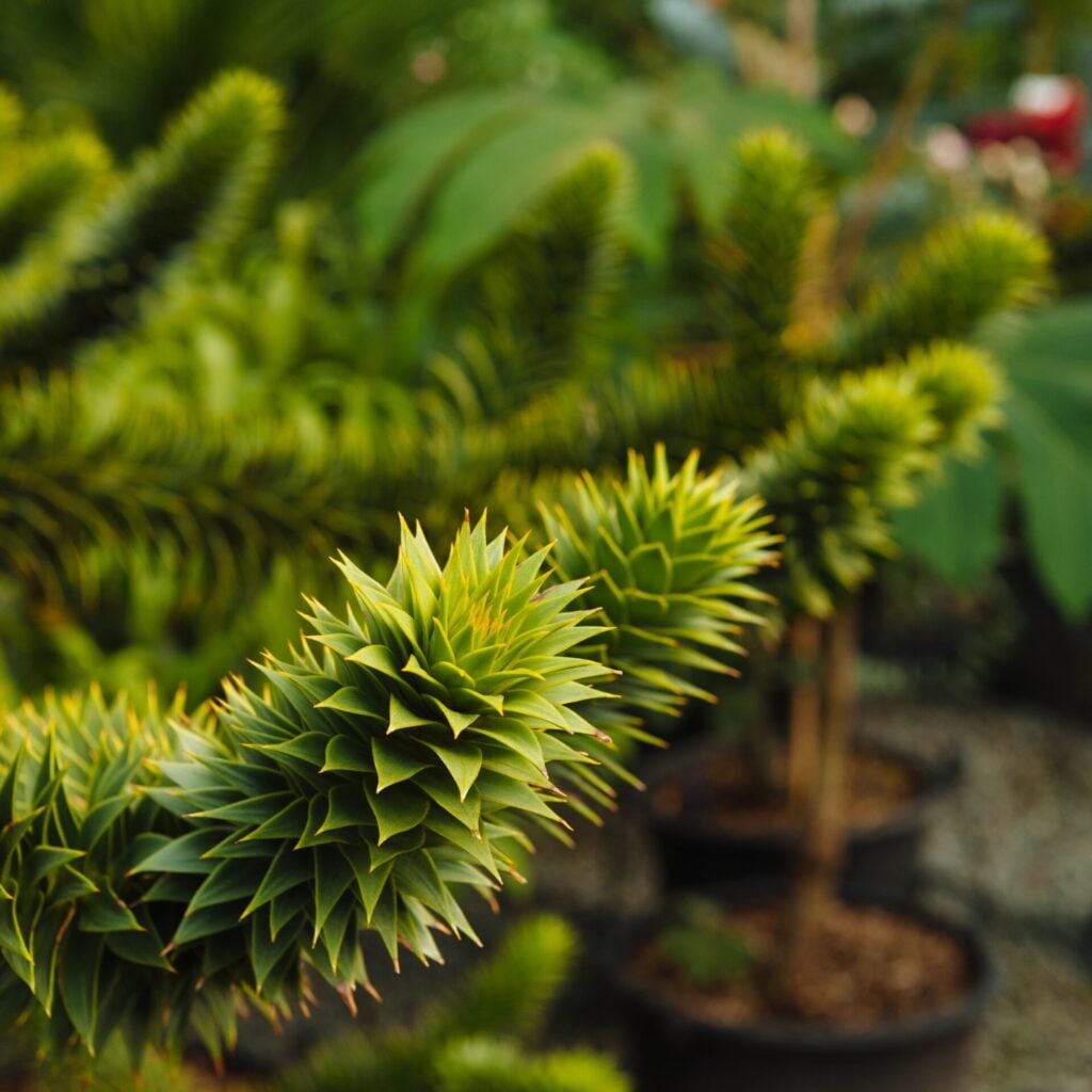 Araucaria araucana