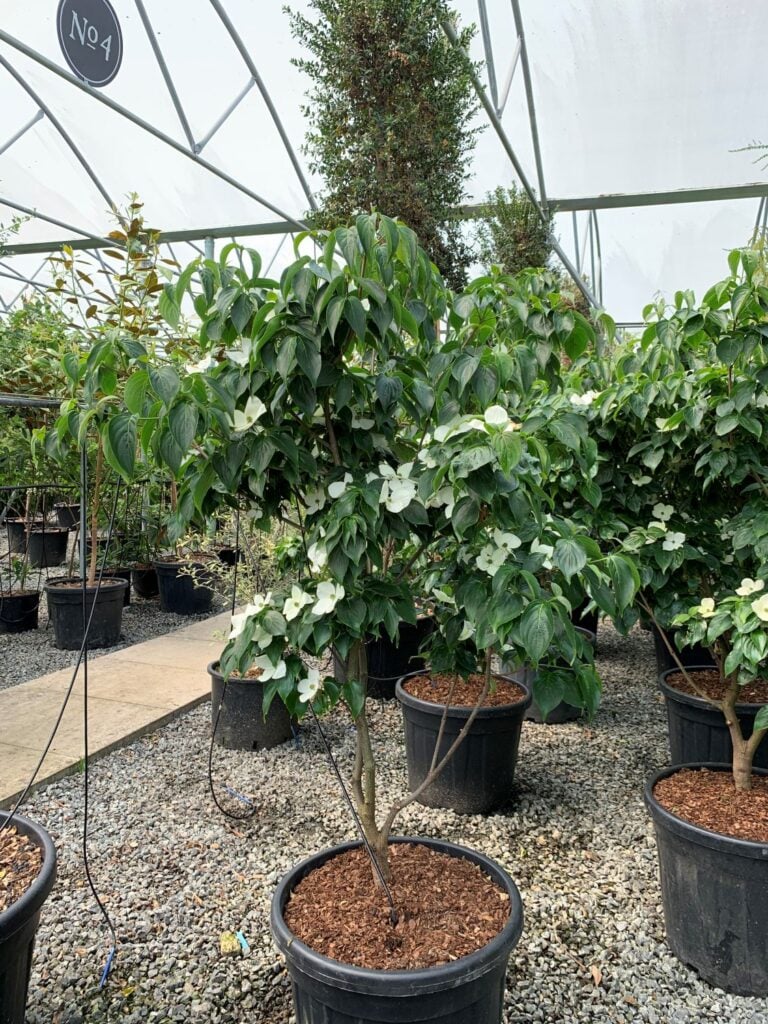 Cornus kousa