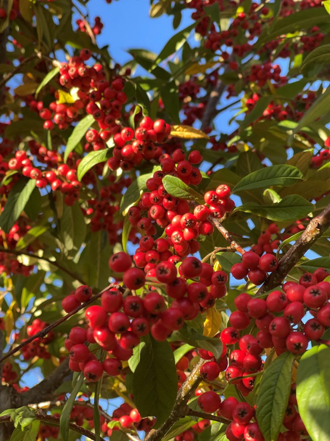 Cotoneaster frigidus 'Cornubia' - Image 3