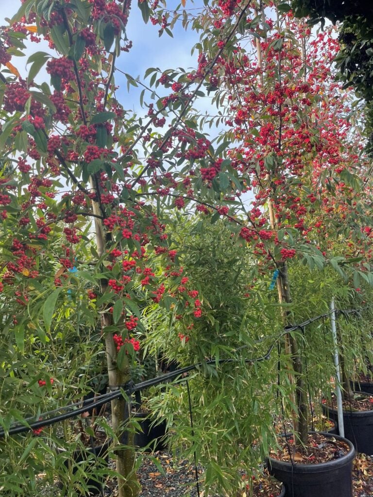 Cotoneaster frigidus 'Cornubia' - Image 2