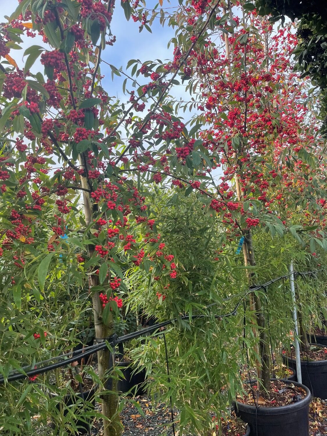 Cotoneaster frigidus 'Cornubia' - Image 2