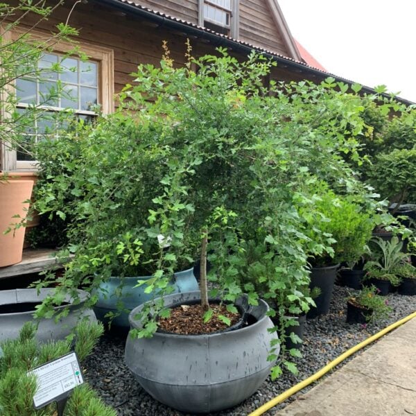 Crataegus monogyna (WL1)