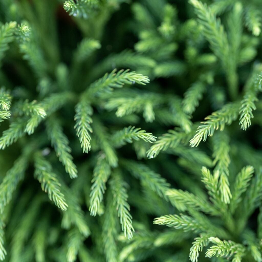 Cryptomeria japonica 'Globosa Nana' - Balls - Image 9