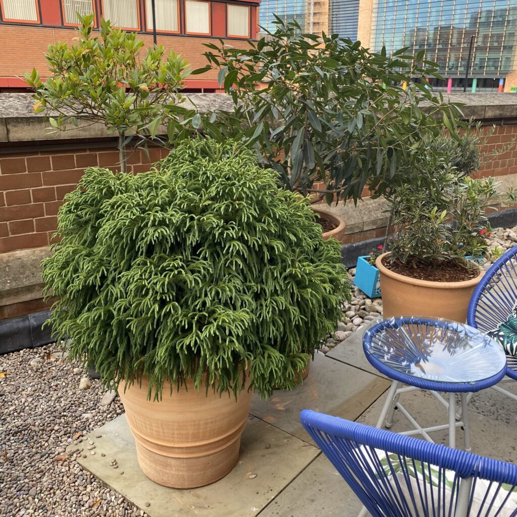 Cryptomeria japonica 'Globosa Nana' - Balls - Image 5