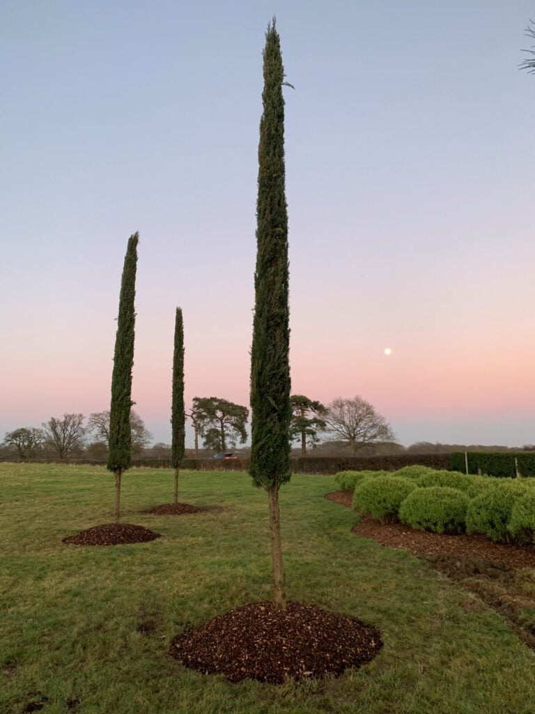 Cupressus sempervirens 'Pyramidalis' - Image 5
