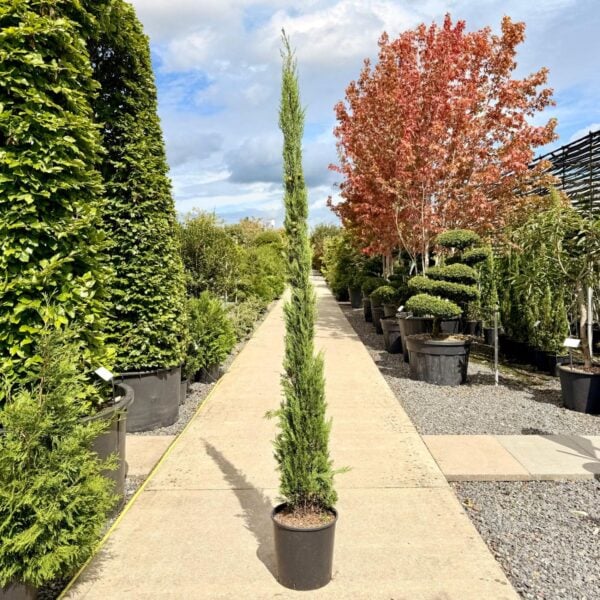 Cupressus sempervirens 'Pyramidalis' (V1, INT1,CAV1)