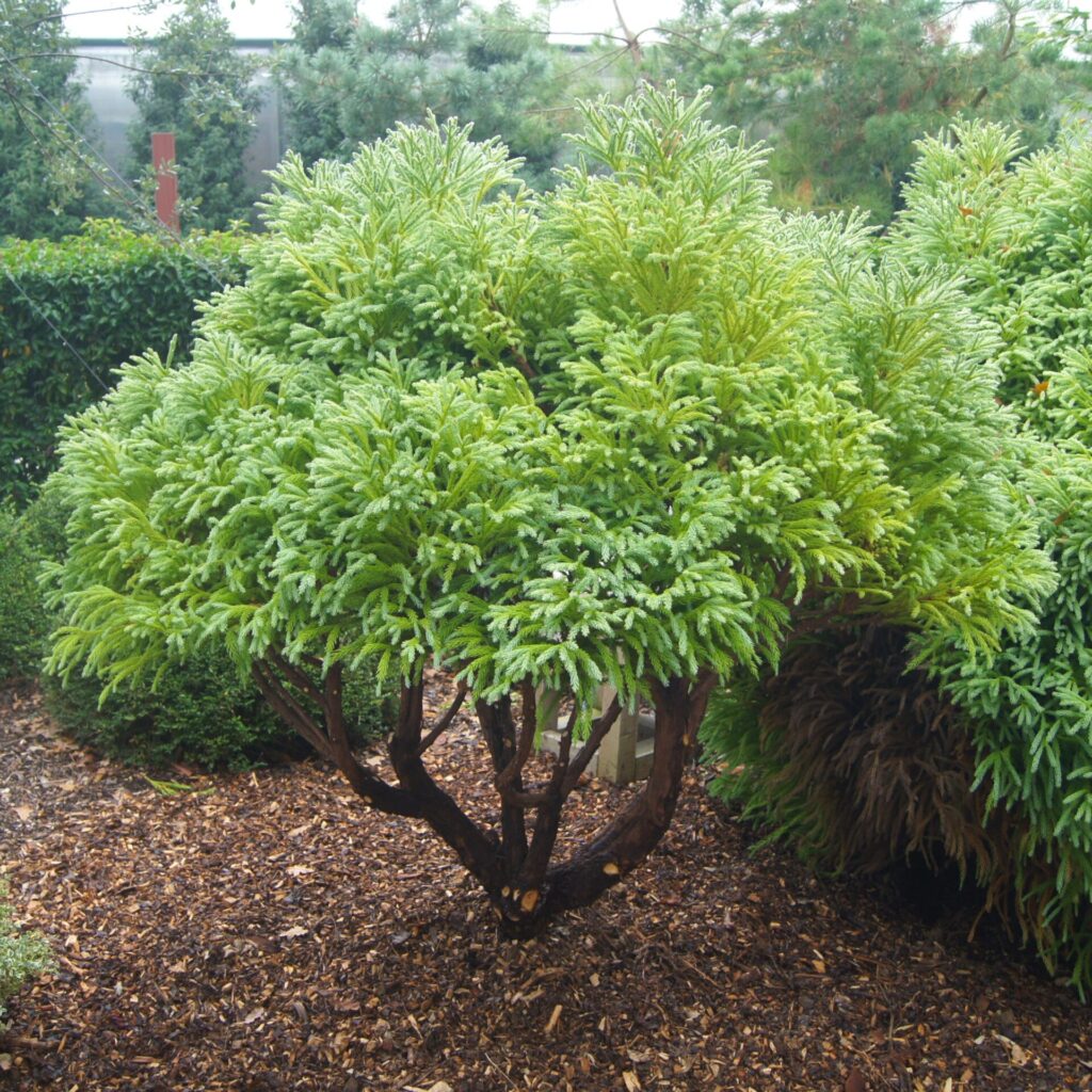 Cryptomeria japonica 'Globosa Nana' - Balls - Image 7