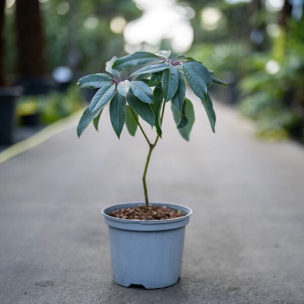 Daphniphyllum macropodum (HGUK, VDP1)