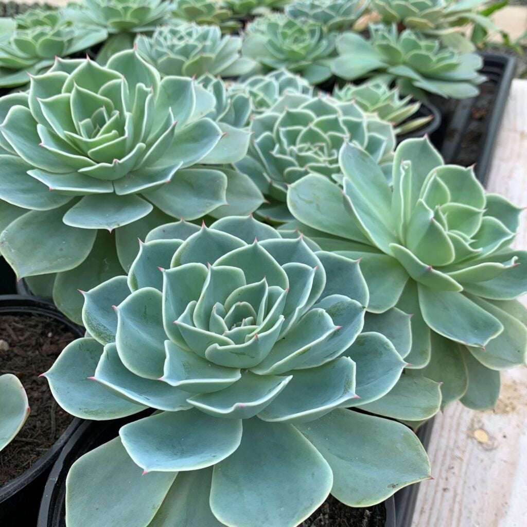 Echeveria glauca